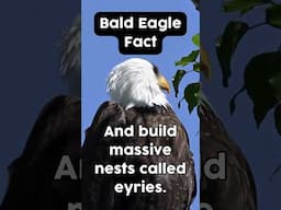 Bald eagle fact!