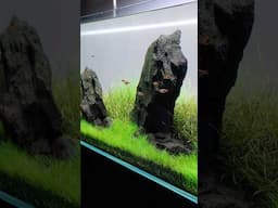 Check out my ADA 120P Iwagumi Aquarium!