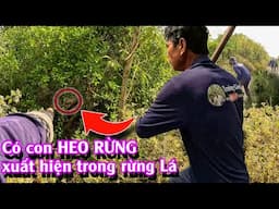 Đuổi bắt HEO RỪNG | TGSB #1072