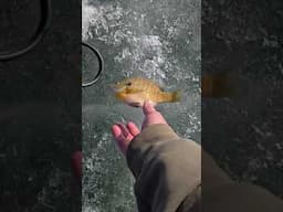 Drop them almost every time!🤣🤣🤣🤣 #icefish #icefishing #shorts #subscribe