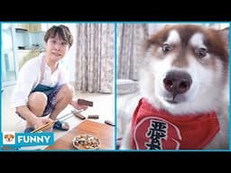 How to have money to eat grilled chicken? - Dog Funny Moments 2021 V27 - Dogs funny video