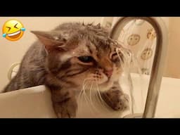 New Funny Cat and Dog Videos 😹🐶 Funniest Animals 🤣 Part 37