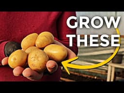 Easy Potatoes for Spring Harvest | Abundant, self-sufficient gardening