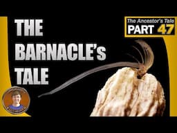 The Barnacle's Tale