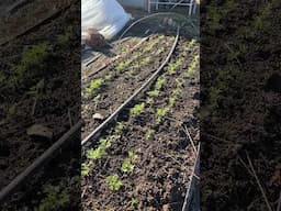 Late Planting of Carrots