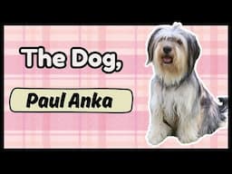 The Fluffy Paul Anka