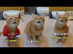 Chinese Singing Cat (Baozi包子) Compilation | Douyin TikTok China