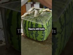 Square Watermelon Timelapse