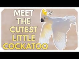 Lesser Sulphur Crested Cockatoos | Meet Rocket!