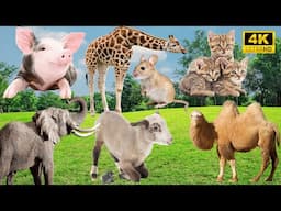 4K Wild Animal Sounds: Pig, Giraffe, Cat, Elephant, Sheep, Camel - Cheerful Farm Sounds