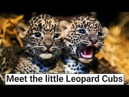 Meet the Little Amur Leopard Cubs