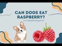 Can Dogs Eat Raspberry?