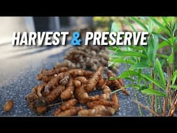 Harvesting Ginger & Turmeric: Preserving to Last All Year