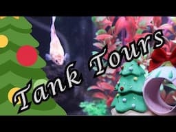 Christmas Fish Tank + Reptile Enclosure Tours/Decor! | 2024