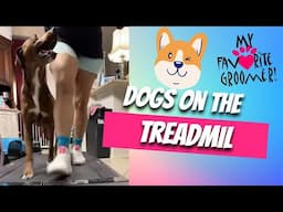 My Favorite Groomer is live! Treadmill night with the dogs