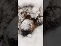 Is it a turtle or a dog stuck under all that snow ?