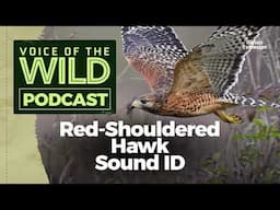 Episode 41: Red-Shouldered Hawk – Voice of the Wild