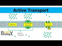 Active Transport (updated)