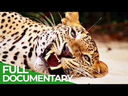 Wild Winners | Episode 1: The Power of the Velvet Paw | Free Documentary Nature