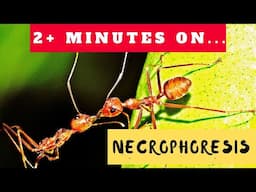 What is Necrophoresis? Just Give Me 2 Minutes