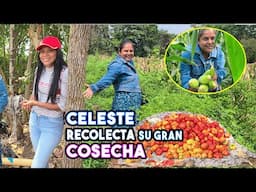 Vean La GRAN Cantidad de COSECHA q Celeste Vino a Recolectar  En el Terreno Cuánta Bendicion d Fruto