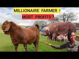 GOAT Vs PIG Farm Business, Which Is More Profitable 2025! |Market, Feeds,Housing,Water!(DETAILED)