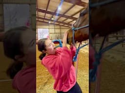 Beginner Vs Experienced Horse Owners! 🐴 #shorts #animals