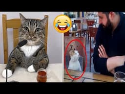 Funniest Animals 2024 😂 Best Funny Cats 😻🐶 Cute Baby Cats | Part 1