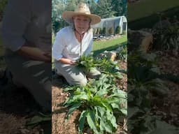 Harvesting comfrey #garden #herbgarden #gardening #growyourownfood #comfrey