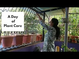 A day of plant care/ plant care tips/gardening work