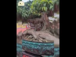 Phần 2 . Đánh giá về các tác phẩm Bonsai tham gia festival sinh vật cảnh Hà nội 2024