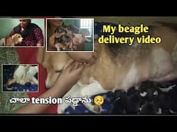 My beagle delivery video | beagle giving birth |dog delivery vlog | keerthi puppy vlogs telugu