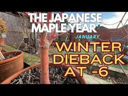 Japanese Maples: Winter Dieback at -6 degrees!