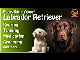 Labrador Retriever - All about the breed | Bengali | QDogS