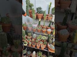 Watering time for my cacti and succulent collection | bikolanahardinera #shortvideo #succulent