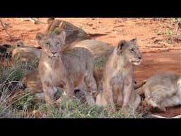 We Found Cute Baby Lions In The Wild