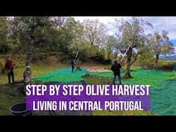 HOW TO HARVEST OLIVES - FARM IN CENTRAL PORTUGAL, FUNDAO