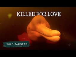 Why is this endangered dolphin being killed to make "love perfumes"? | Wild Targets