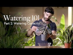 Watering Guide Part 2: Watering Correctly 🫗