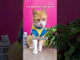 Parodia con gatitos! Creo que la respuesta es obvia! #humor con #michis