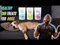 The TRUTH About  CBD for Dogs - Live Call with Modern Pawz!