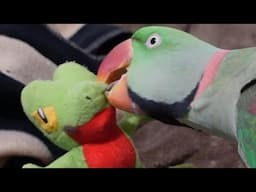 Borb Murders Treecko in a Violent Act of Depravity