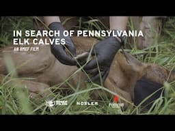 RMEF FILMS TEASER | In Search of PA Elk Calves