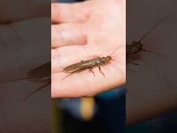 Big Trout Love Stoneflies—And You Should Too!