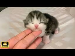 Cute kitten overload