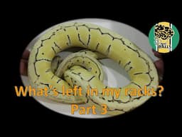 Breeding Ball Pythons; What's in my racks 3