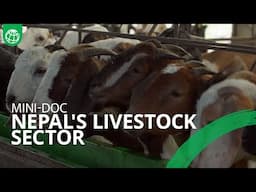 Laying Foundation for the Modern Livestock Sector in Nepal