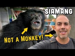 Not a Monkey, This is the SIAMANG!