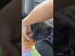 dog having a McDonald Mc double RIP bats