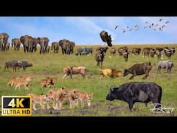 4K African Animals: Bale Mountains National Park - Scenic Wildlife Film With Real Sounds